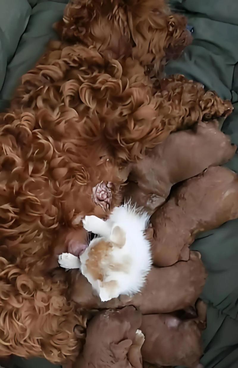 狗狗可以吃菱角吗_狗狗可以吃菱角吗有毒吗-第4张图片-后鲨宠物 狗狗可以吃菱角吗_狗狗可以吃菱角吗有毒吗-第4张图片-后鲨宠物