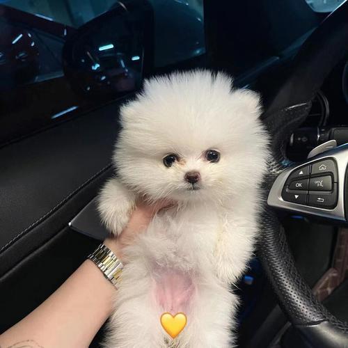 狗狗换环境后的表现,狗狗换环境怎么处理?-第3张图片-后鲨宠物 狗狗换环境后的表现,狗狗换环境怎么处理?-第3张图片-后鲨宠物