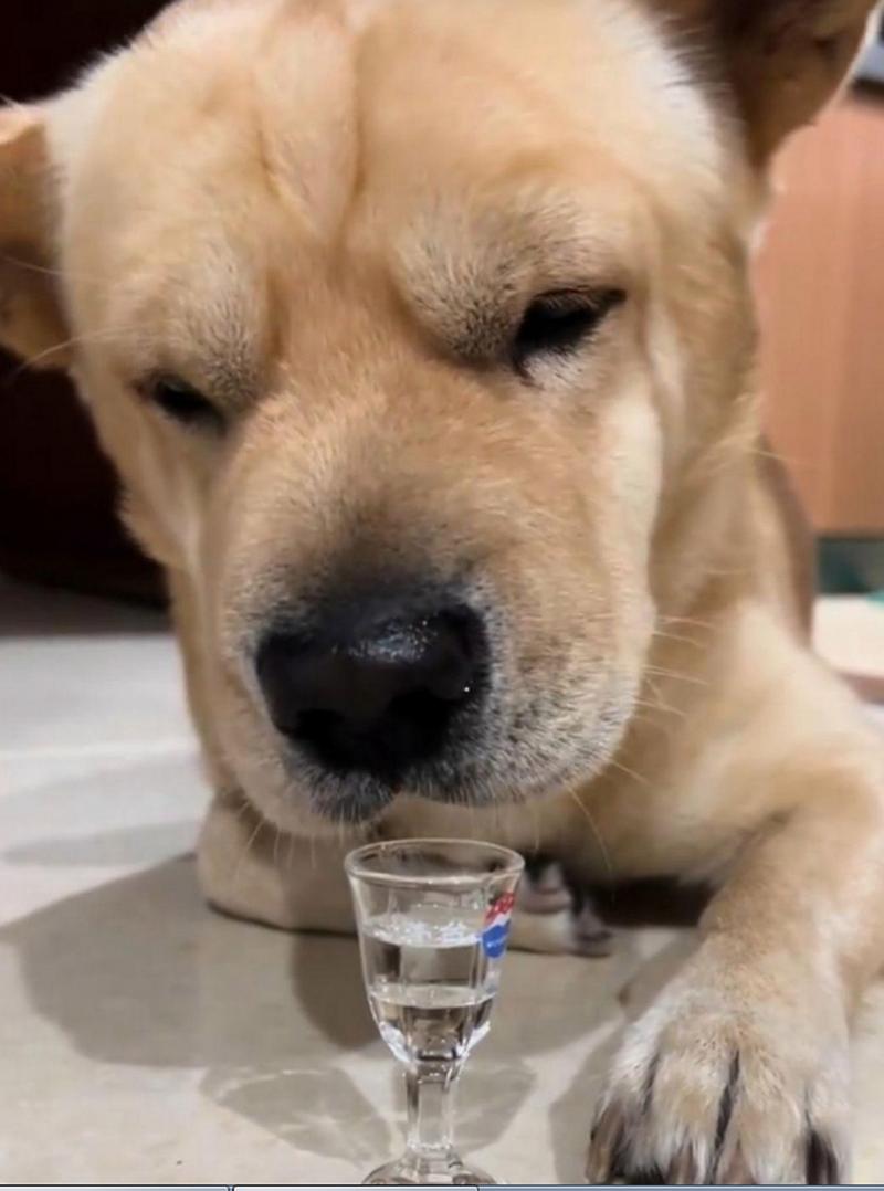 狗狗喝酒了怎么办,狗狗喝酒了怎么补救?-第2张图片-后鲨宠物 狗狗喝酒了怎么办,狗狗喝酒了怎么补救?-第2张图片-后鲨宠物