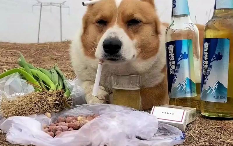 狗狗喝酒了怎么办,狗狗喝酒了怎么补救?-第4张图片-后鲨宠物 狗狗喝酒了怎么办,狗狗喝酒了怎么补救?-第4张图片-后鲨宠物