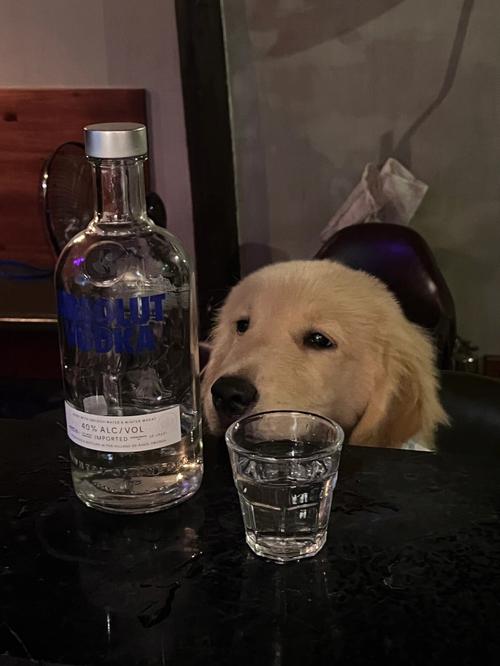 狗狗喝酒了怎么办,狗狗喝酒了怎么补救?-第6张图片-后鲨宠物 狗狗喝酒了怎么办,狗狗喝酒了怎么补救?-第6张图片-后鲨宠物