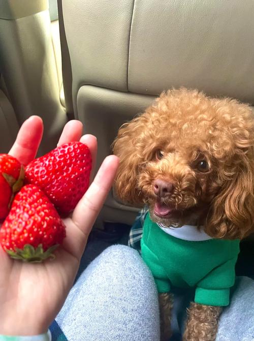 狗狗能吃草莓吗_狗狗能吃草莓吗金毛-第3张图片-后鲨宠物 狗狗能吃草莓吗_狗狗能吃草莓吗金毛-第3张图片-后鲨宠物