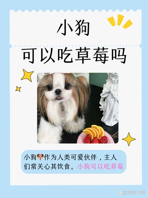 狗狗能吃草莓吗_狗狗能吃草莓吗金毛-第6张图片-后鲨宠物 狗狗能吃草莓吗_狗狗能吃草莓吗金毛-第6张图片-后鲨宠物