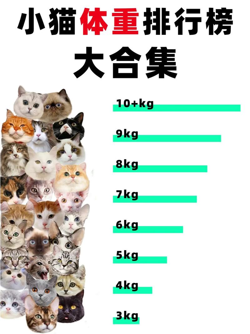 猫咪体重年龄对照表,猫咪体重范围-第5张图片-后鲨宠物 猫咪体重年龄对照表,猫咪体重范围-第5张图片-后鲨宠物