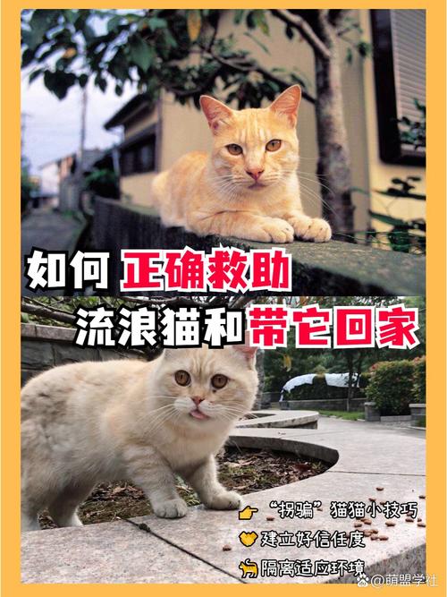  捡到猫咪怎么处理，捡到猫是好事还是坏事-第2张图片-后鲨宠物