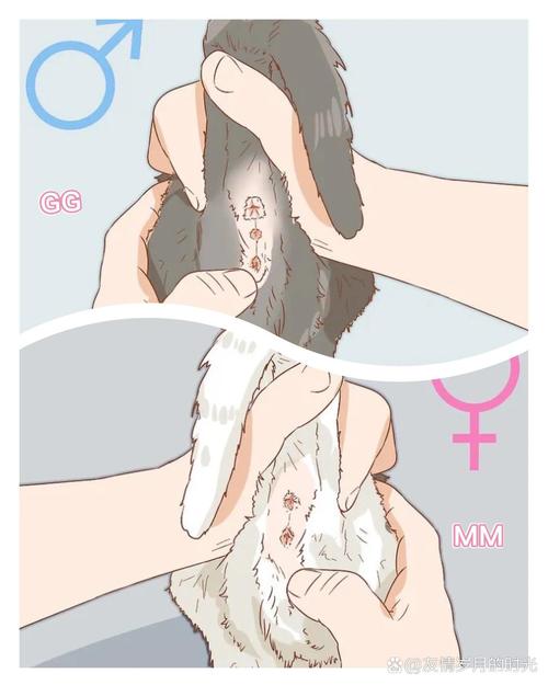  捡到猫咪怎么处理，捡到猫是好事还是坏事-第5张图片-后鲨宠物