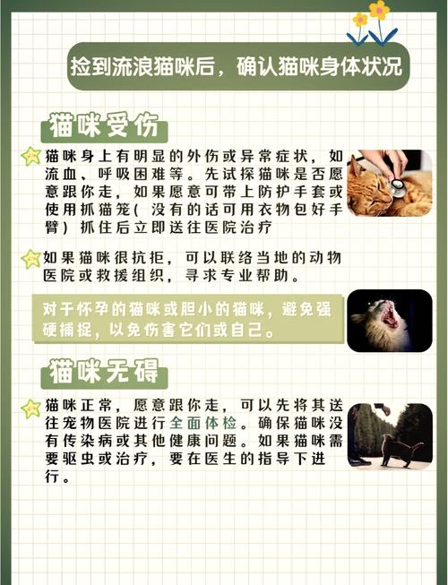  捡到猫咪怎么处理，捡到猫是好事还是坏事-第6张图片-后鲨宠物