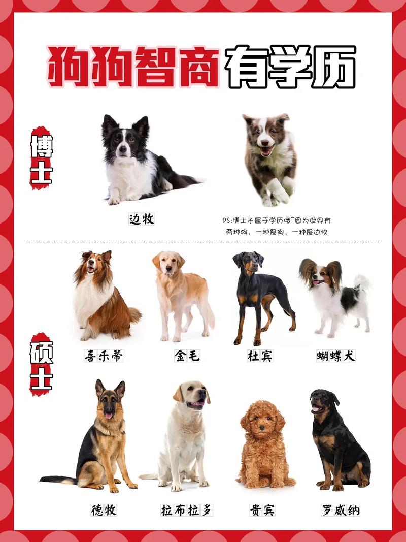 比较受欢迎狗狗排名榜,比较受欢迎的狗狗-第1张图片-后鲨宠物 比较受欢迎狗狗排名榜,比较受欢迎的狗狗-第1张图片-后鲨宠物