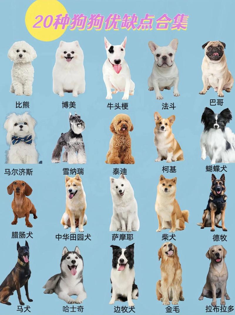 比较受欢迎狗狗排名榜,比较受欢迎的狗狗-第3张图片-后鲨宠物 比较受欢迎狗狗排名榜,比较受欢迎的狗狗-第3张图片-后鲨宠物