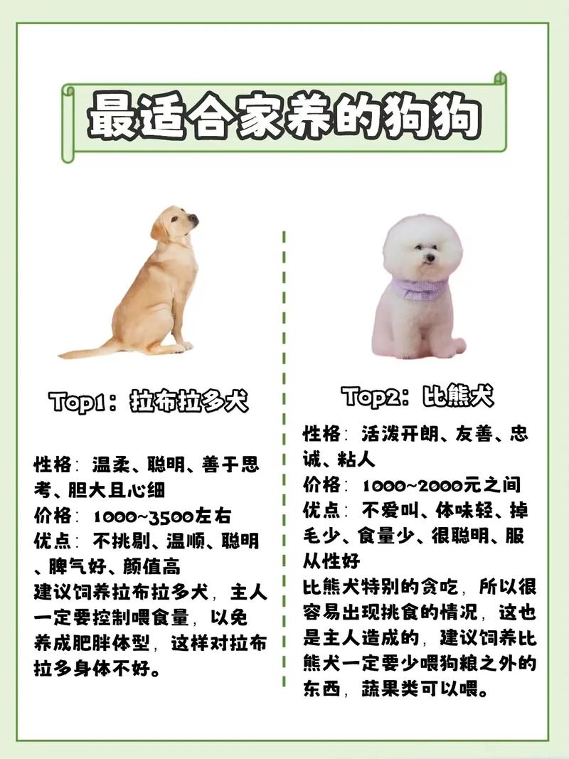 比较受欢迎狗狗排名榜,比较受欢迎的狗狗-第6张图片-后鲨宠物 比较受欢迎狗狗排名榜,比较受欢迎的狗狗-第6张图片-后鲨宠物