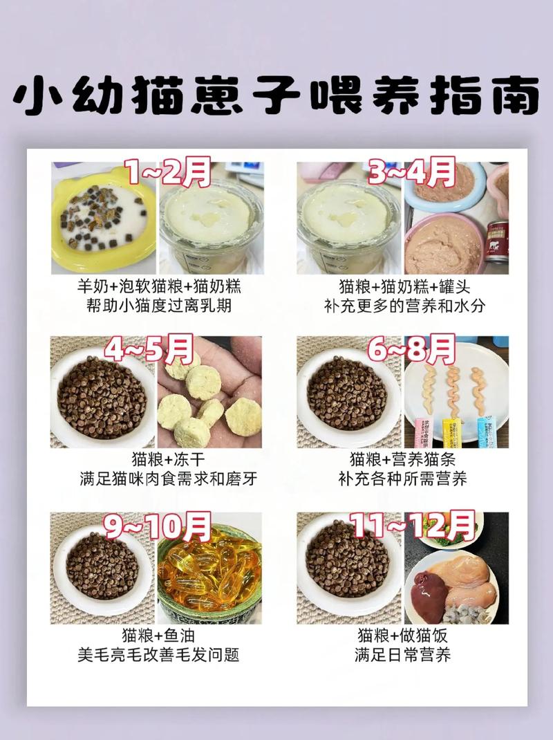 小猫咪一天喂几次_小猫咪一天喂几次猫条-第3张图片-后鲨宠物 小猫咪一天喂几次_小猫咪一天喂几次猫条-第3张图片-后鲨宠物
