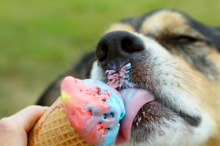 狗狗可以吃小布丁吗,小狗可以吃布丁么?-第6张图片-后鲨宠物 狗狗可以吃小布丁吗,小狗可以吃布丁么?-第6张图片-后鲨宠物