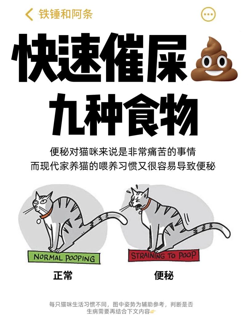 猫咪便秘吃什么药,猫咪便秘吃什么药最快排便?-第4张图片-后鲨宠物 猫咪便秘吃什么药,猫咪便秘吃什么药最快排便?-第4张图片-后鲨宠物