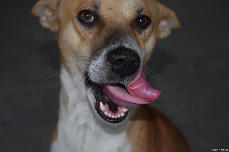 狗狗露舌尖什么意思_狗狗露出舌头尖-第2张图片-后鲨宠物 狗狗露舌尖什么意思_狗狗露出舌头尖-第2张图片-后鲨宠物