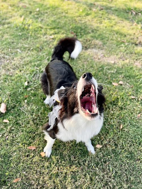 狗狗露舌尖什么意思_狗狗露出舌头尖-第3张图片-后鲨宠物 狗狗露舌尖什么意思_狗狗露出舌头尖-第3张图片-后鲨宠物