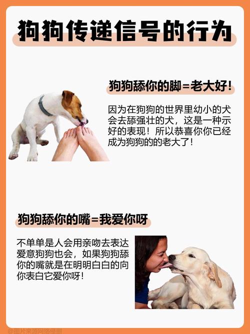 狗狗露舌尖什么意思_狗狗露出舌头尖-第4张图片-后鲨宠物 狗狗露舌尖什么意思_狗狗露出舌头尖-第4张图片-后鲨宠物