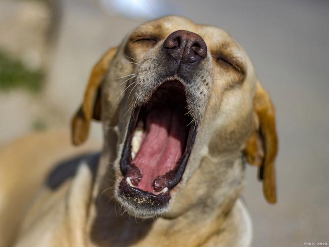 狗狗露舌尖什么意思_狗狗露出舌头尖-第5张图片-后鲨宠物 狗狗露舌尖什么意思_狗狗露出舌头尖-第5张图片-后鲨宠物