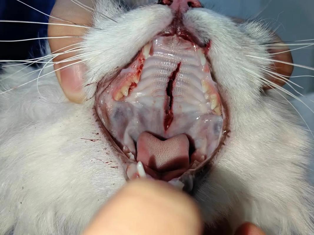 猫咪怀孕流血怎么回事,猫猫怀孕期间怎么会流血-第2张图片-后鲨宠物 猫咪怀孕流血怎么回事,猫猫怀孕期间怎么会流血-第2张图片-后鲨宠物