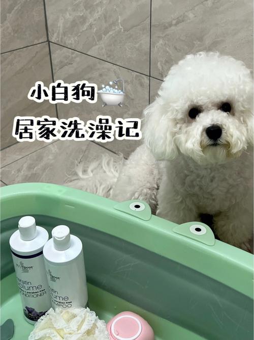 白色狗狗用什么能洗白_白色狗狗怎么能洗白-第3张图片-后鲨宠物 白色狗狗用什么能洗白_白色狗狗怎么能洗白-第3张图片-后鲨宠物