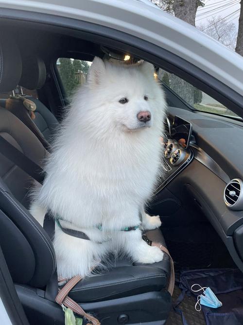 白色狗狗用什么能洗白_白色狗狗怎么能洗白-第4张图片-后鲨宠物 白色狗狗用什么能洗白_白色狗狗怎么能洗白-第4张图片-后鲨宠物