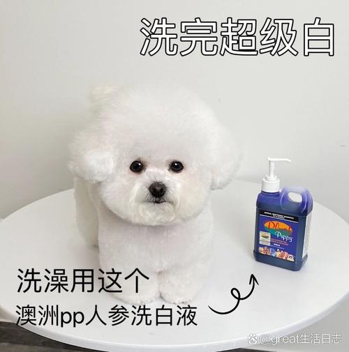 白色狗狗用什么能洗白_白色狗狗怎么能洗白-第5张图片-后鲨宠物 白色狗狗用什么能洗白_白色狗狗怎么能洗白-第5张图片-后鲨宠物