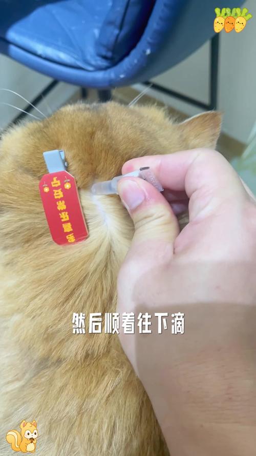 如何给猫咪驱虫_如何给猫咪驱虫不用药-第6张图片-后鲨宠物 如何给猫咪驱虫_如何给猫咪驱虫不用药-第6张图片-后鲨宠物