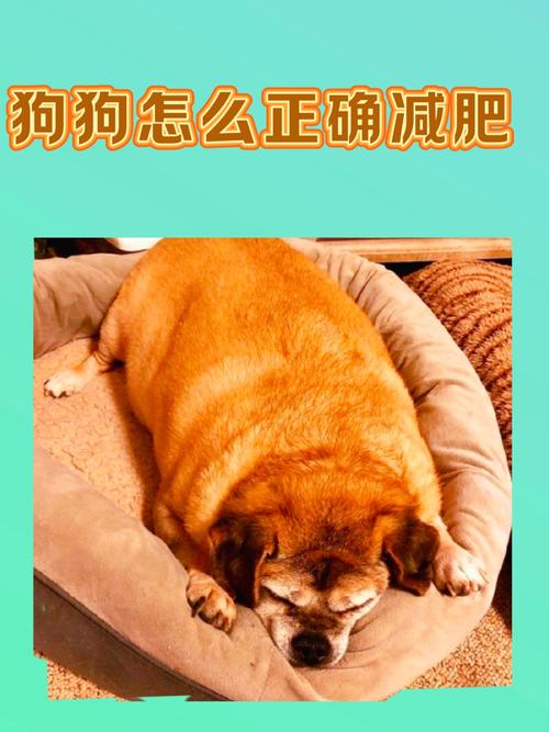 狗狗肥胖怎么办,狗狗肥胖怎么办才能减肥-第1张图片-后鲨宠物 狗狗肥胖怎么办,狗狗肥胖怎么办才能减肥-第1张图片-后鲨宠物