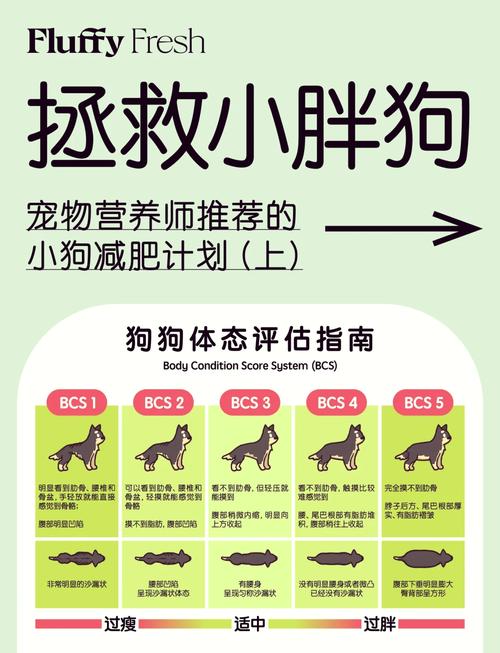 狗狗肥胖怎么办,狗狗肥胖怎么办才能减肥-第5张图片-后鲨宠物 狗狗肥胖怎么办,狗狗肥胖怎么办才能减肥-第5张图片-后鲨宠物