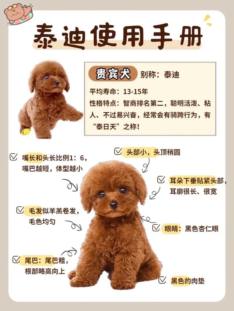 40天的狗狗怎么养,40多天的狗狗怎么养?-第6张图片-后鲨宠物 40天的狗狗怎么养,40多天的狗狗怎么养?-第6张图片-后鲨宠物