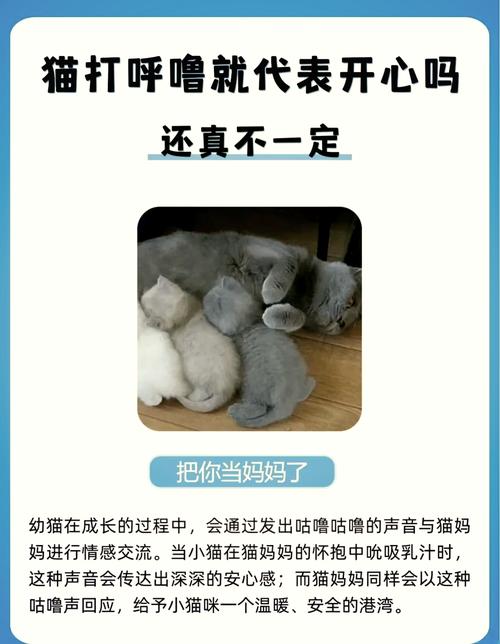 猫咪喉咙里呼噜呼噜的_猫咪喉咙里呼噜呼噜的声音-第4张图片-后鲨宠物 猫咪喉咙里呼噜呼噜的_猫咪喉咙里呼噜呼噜的声音-第4张图片-后鲨宠物
