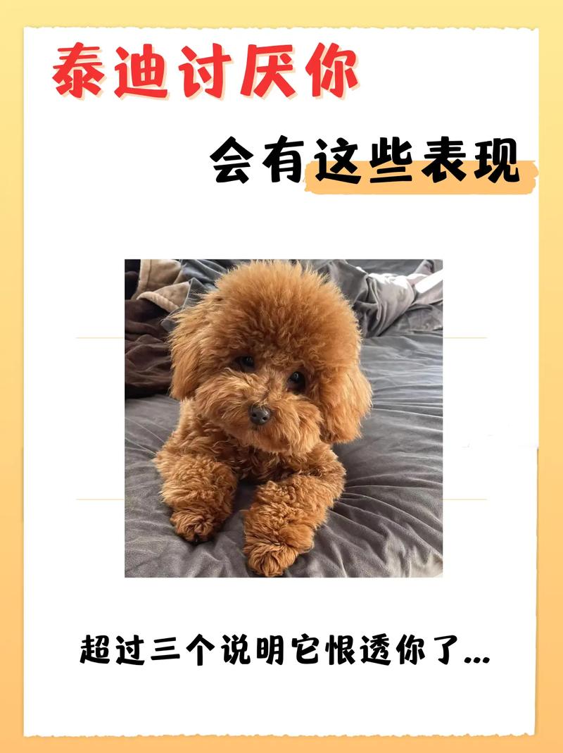 狗狗恨主人有什么表现,狗狗恨我怎么办?-第2张图片-后鲨宠物 狗狗恨主人有什么表现,狗狗恨我怎么办?-第2张图片-后鲨宠物