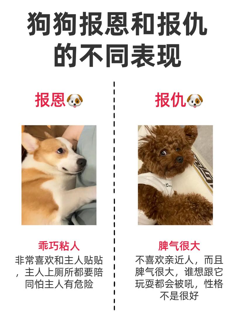 狗狗恨主人有什么表现,狗狗恨我怎么办?-第4张图片-后鲨宠物 狗狗恨主人有什么表现,狗狗恨我怎么办?-第4张图片-后鲨宠物