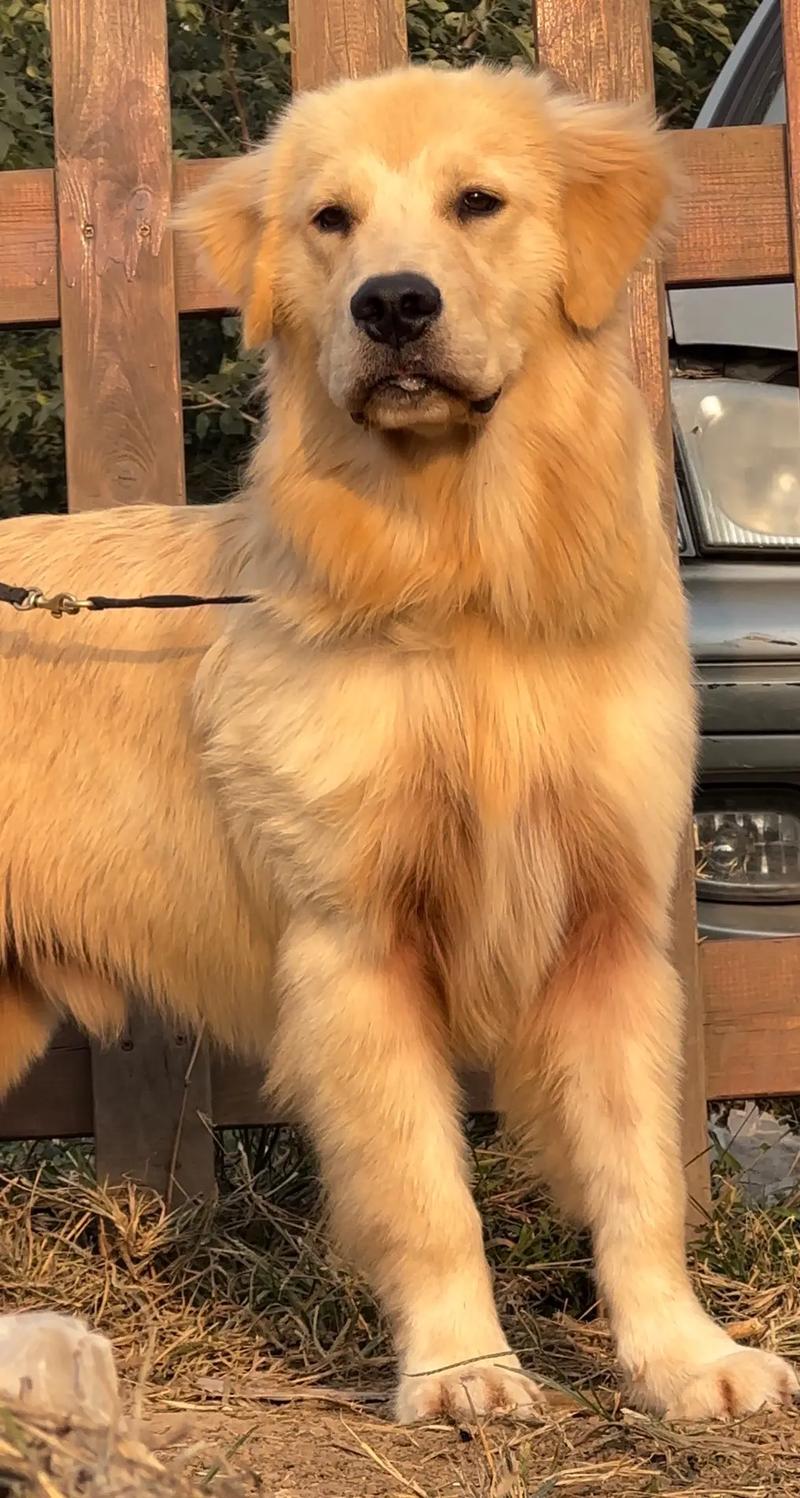 狗狗能喝姜汤吗,狗子可以喝姜汤吗-第3张图片-后鲨宠物 狗狗能喝姜汤吗,狗子可以喝姜汤吗-第3张图片-后鲨宠物