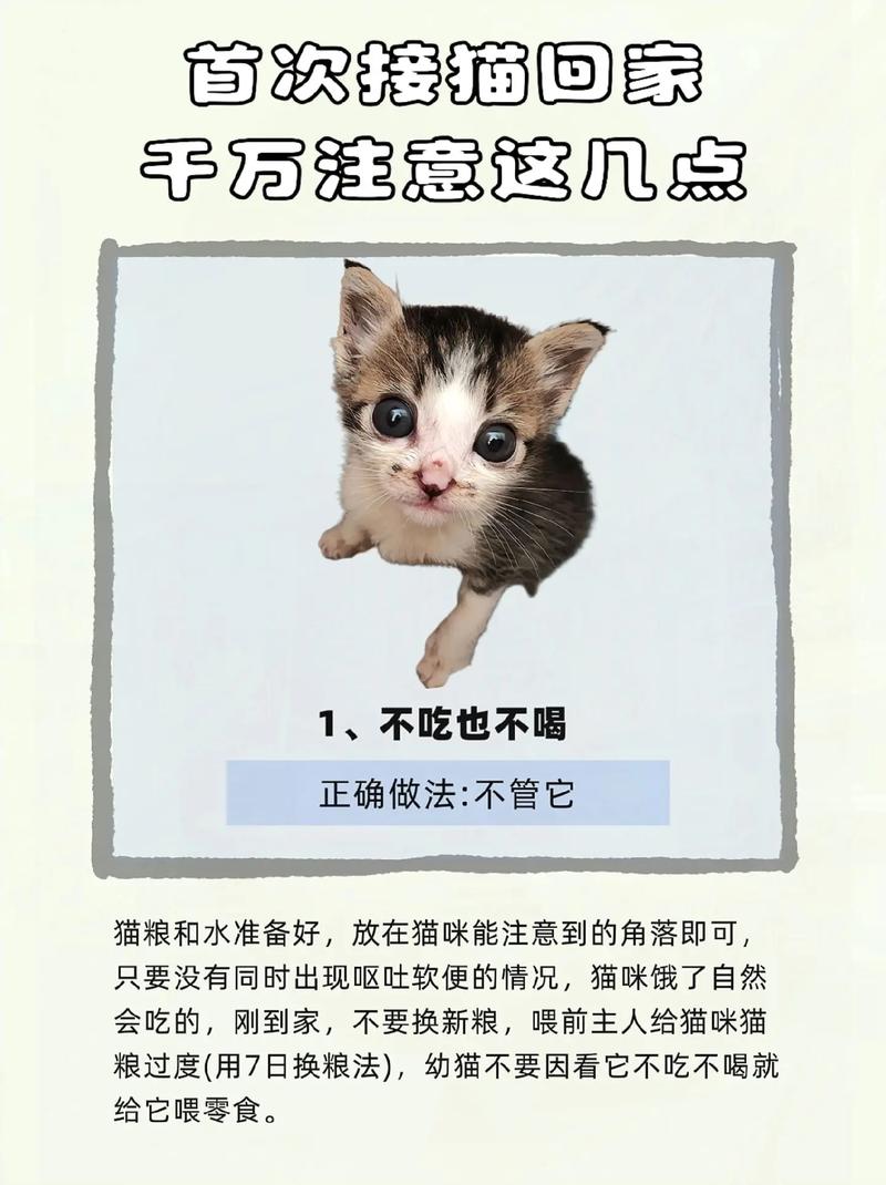 收养猫咪要注意事项,收养一只猫需要注意什么-第3张图片-后鲨宠物 收养猫咪要注意事项,收养一只猫需要注意什么-第3张图片-后鲨宠物