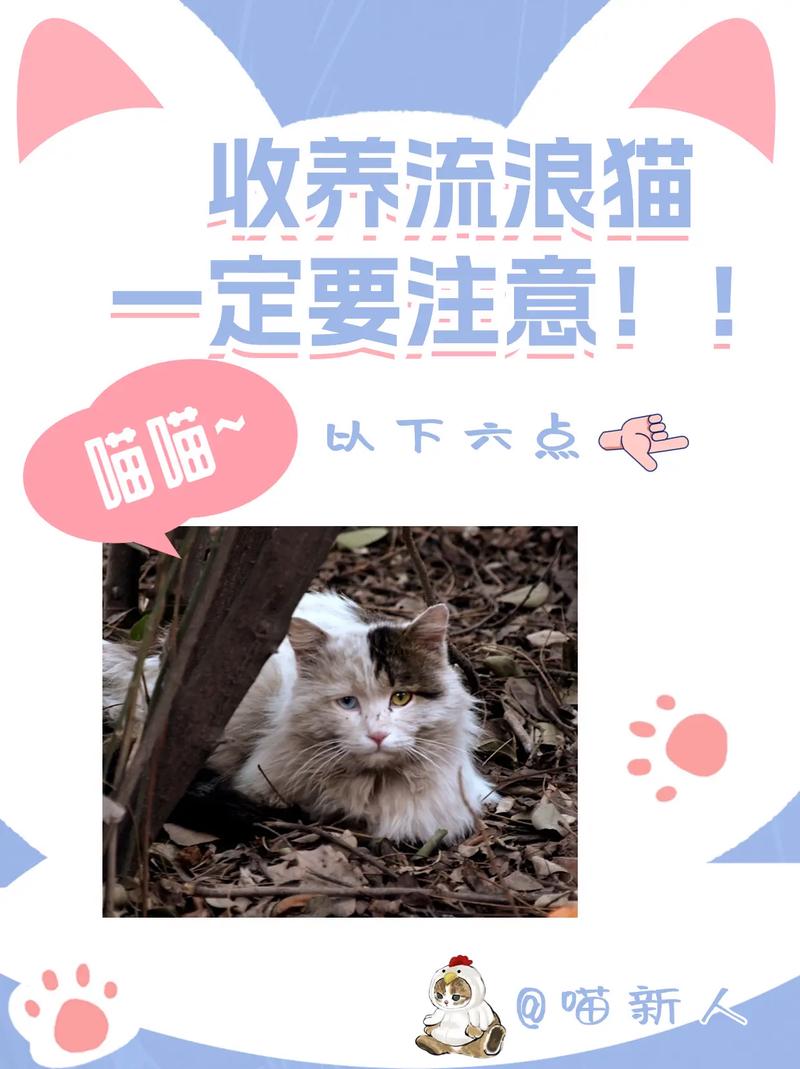 收养猫咪要注意事项,收养一只猫需要注意什么-第4张图片-后鲨宠物 收养猫咪要注意事项,收养一只猫需要注意什么-第4张图片-后鲨宠物