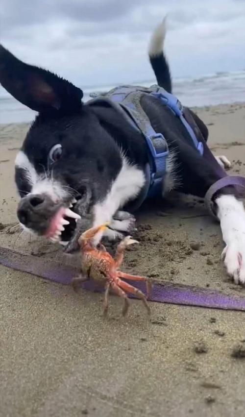 狗狗能吃螃蟹么_狗能否吃螃蟹-第2张图片-后鲨宠物 狗狗能吃螃蟹么_狗能否吃螃蟹-第2张图片-后鲨宠物