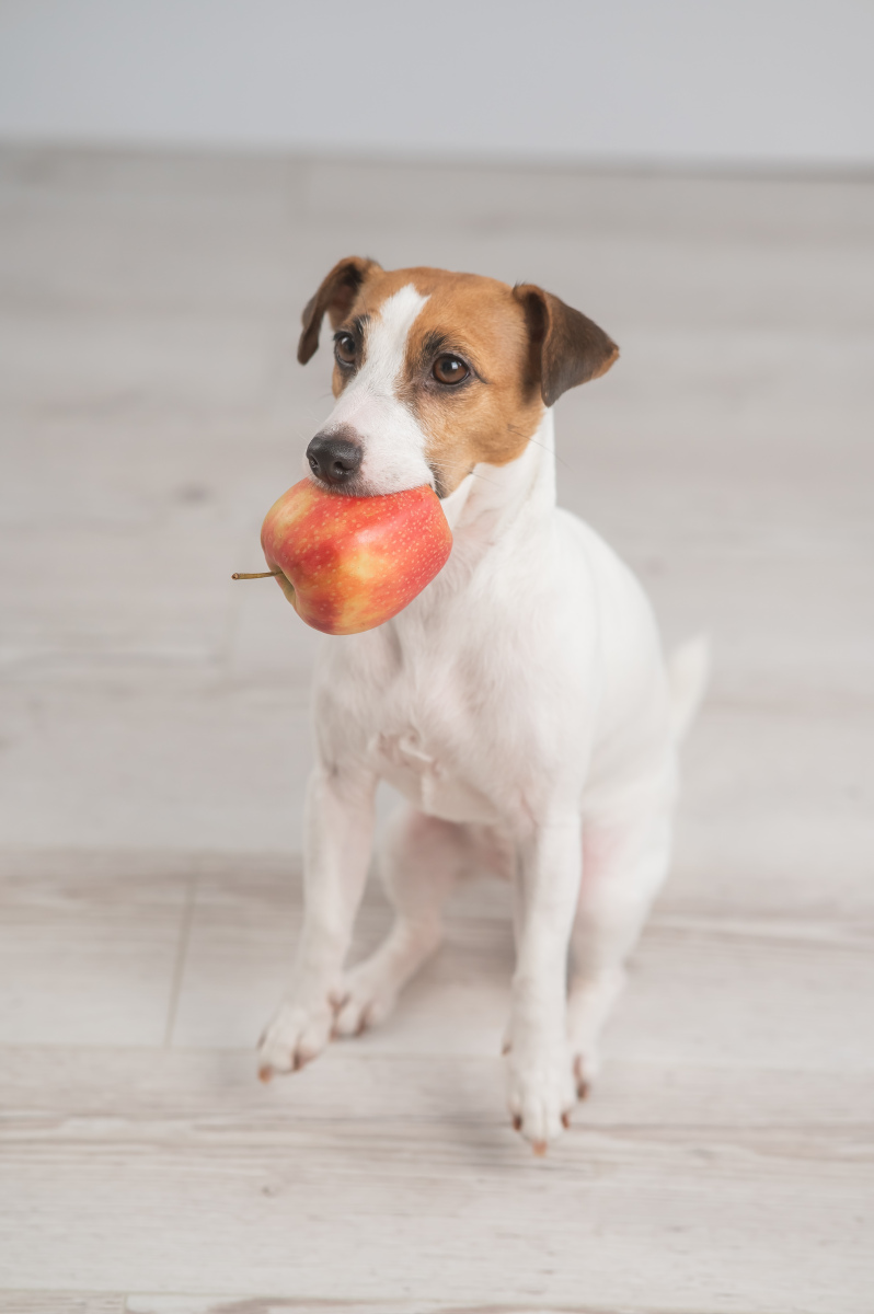 狗狗能吃苹果么,狗狗可以吃苹果么-第3张图片-后鲨宠物 狗狗能吃苹果么,狗狗可以吃苹果么-第3张图片-后鲨宠物