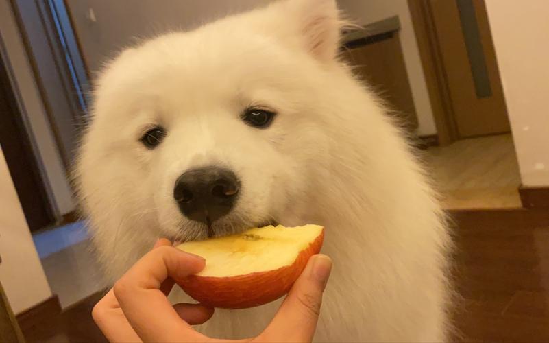 狗狗能吃苹果么,狗狗可以吃苹果么-第4张图片-后鲨宠物 狗狗能吃苹果么,狗狗可以吃苹果么-第4张图片-后鲨宠物