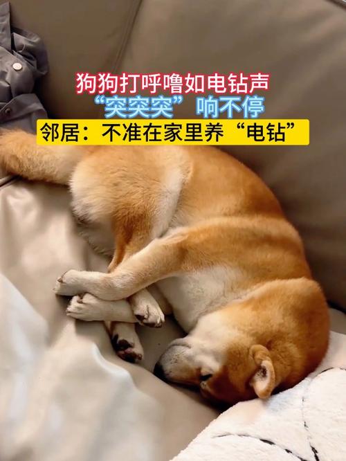 狗狗打呼噜是怎么回事,狗狗打呼噜特别响-第4张图片-后鲨宠物 狗狗打呼噜是怎么回事,狗狗打呼噜特别响-第4张图片-后鲨宠物