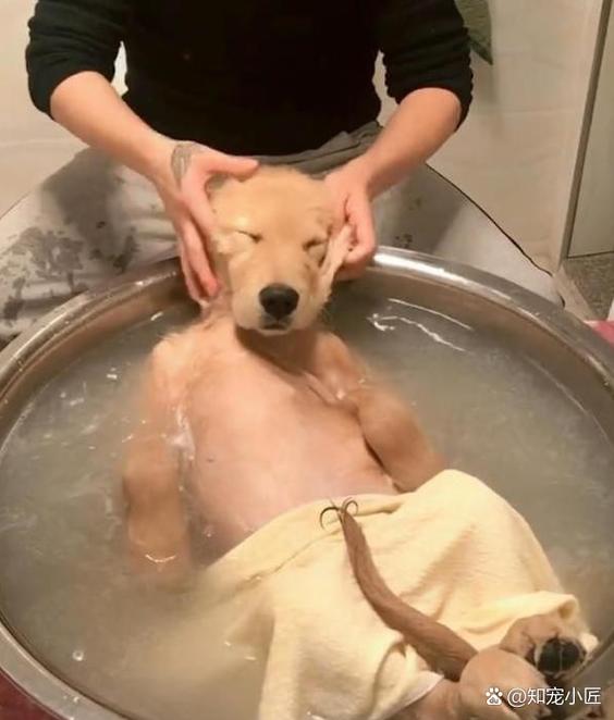 用醋给狗狗洗澡好吗,用白醋给狗洗澡好吗?-第6张图片-后鲨宠物 用醋给狗狗洗澡好吗,用白醋给狗洗澡好吗?-第6张图片-后鲨宠物