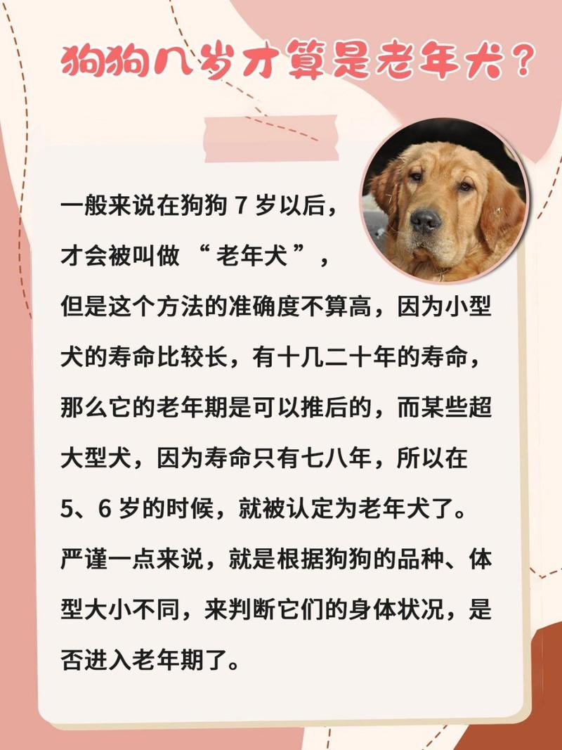 狗狗多大算老年犬_狗狗几岁算老年狗-第4张图片-后鲨宠物 狗狗多大算老年犬_狗狗几岁算老年狗-第4张图片-后鲨宠物