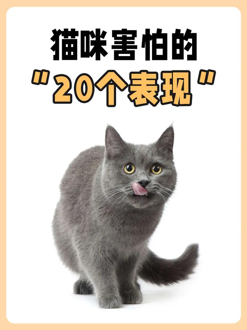 猫咪害怕的声音,猫咪害怕的声音是什么?-第2张图片-后鲨宠物 猫咪害怕的声音,猫咪害怕的声音是什么?-第2张图片-后鲨宠物