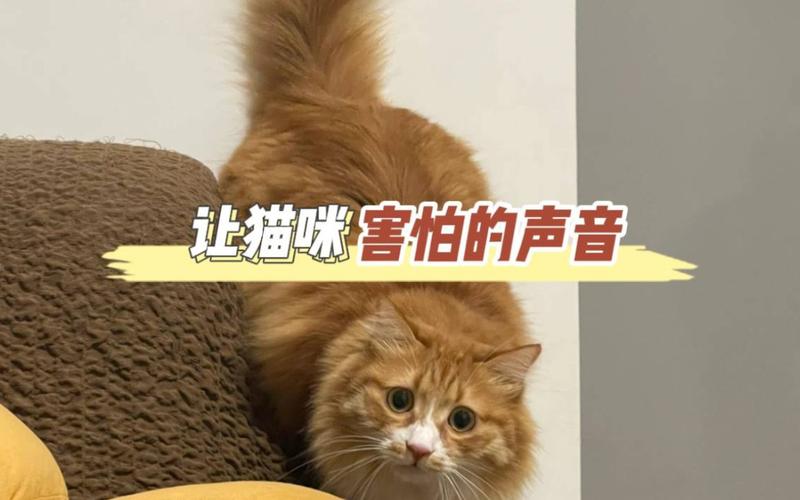 猫咪害怕的声音,猫咪害怕的声音是什么?-第5张图片-后鲨宠物 猫咪害怕的声音,猫咪害怕的声音是什么?-第5张图片-后鲨宠物