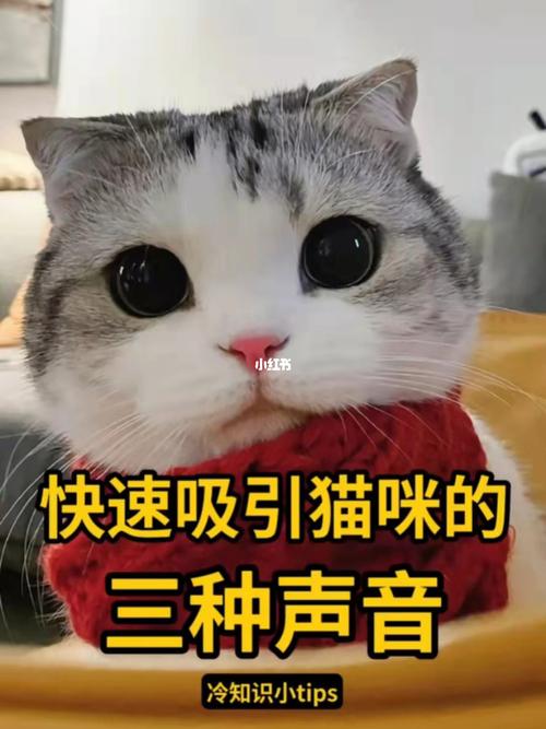 猫咪害怕的声音,猫咪害怕的声音是什么?-第6张图片-后鲨宠物 猫咪害怕的声音,猫咪害怕的声音是什么?-第6张图片-后鲨宠物
