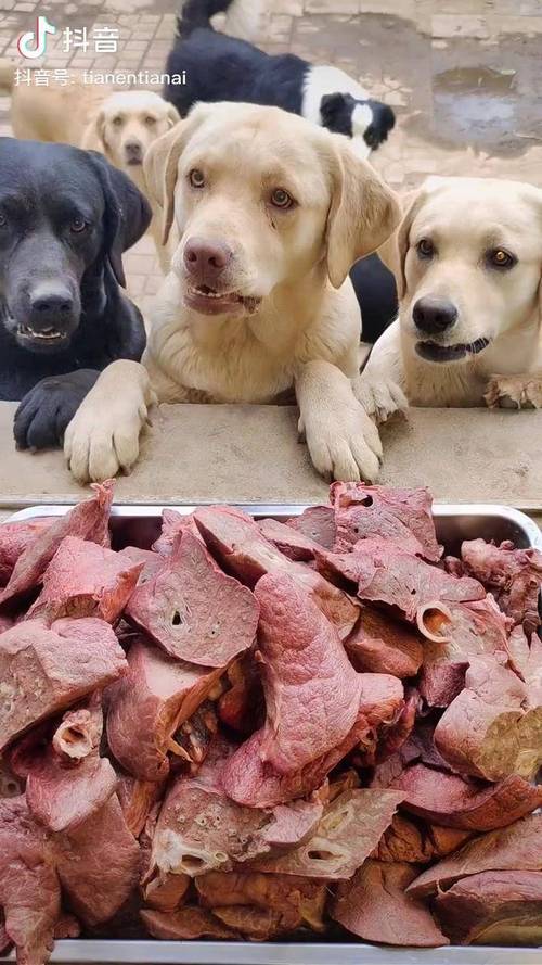 狗狗吃猪肺有什么好处,狗吃猪肺有什么危害吗?-第2张图片-后鲨宠物 狗狗吃猪肺有什么好处,狗吃猪肺有什么危害吗?-第2张图片-后鲨宠物