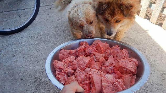 狗狗吃猪肺有什么好处,狗吃猪肺有什么危害吗?-第5张图片-后鲨宠物 狗狗吃猪肺有什么好处,狗吃猪肺有什么危害吗?-第5张图片-后鲨宠物