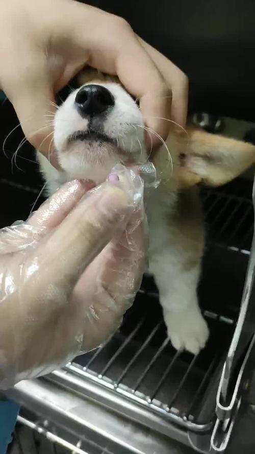 狗狗不愿意吃药怎么办_狗狗不愿意吃药怎么办小妙招-第5张图片-后鲨宠物 狗狗不愿意吃药怎么办_狗狗不愿意吃药怎么办小妙招-第5张图片-后鲨宠物