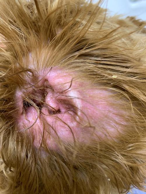 狗狗耳朵红怎么回事,狗狗耳朵红怎么办?-第2张图片-后鲨宠物 狗狗耳朵红怎么回事,狗狗耳朵红怎么办?-第2张图片-后鲨宠物