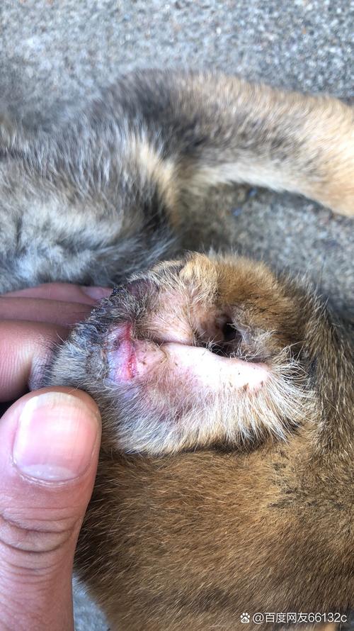 狗狗耳朵红怎么回事,狗狗耳朵红怎么办?-第5张图片-后鲨宠物 狗狗耳朵红怎么回事,狗狗耳朵红怎么办?-第5张图片-后鲨宠物