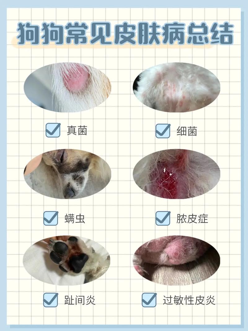 狗狗得了皮炎怎么办_如果狗狗长了皮炎那该怎么处理-第3张图片-后鲨宠物 狗狗得了皮炎怎么办_如果狗狗长了皮炎那该怎么处理-第3张图片-后鲨宠物